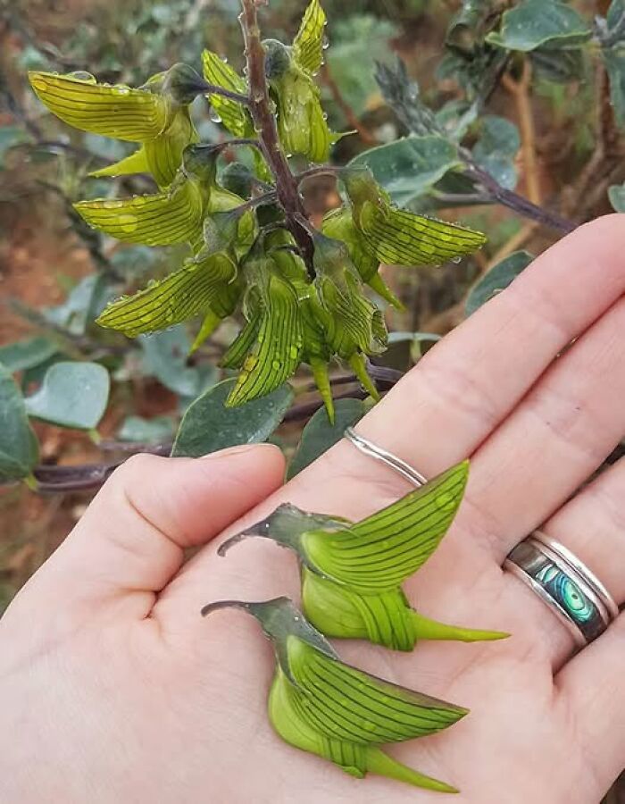 foto-bellezza-natura-27 Crotalaria cunninghamii y el arte del mimetizaje