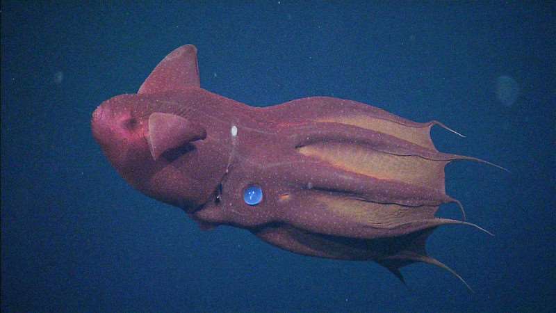 vampire-squid-mbari-vampyroteuthis_infernalis_t1152_02 Un nuevo estudio revela que sólo hay imágenes del 0,001% de los fondos marinos de la Tierra