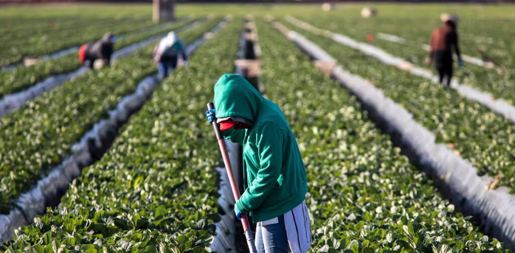file-20231212-15-thdvhk-1024x504 Menos paro, más empleo y más pobreza: un éxito a medias